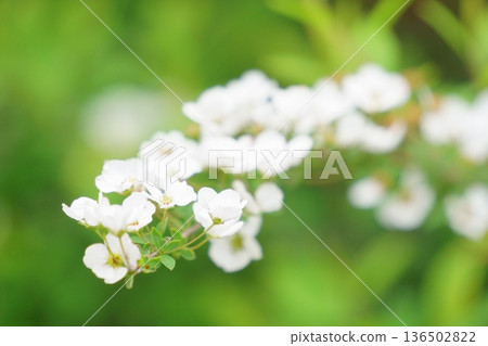 Close-up of snow willow flowers Close-up of snow willow flowers 136502822