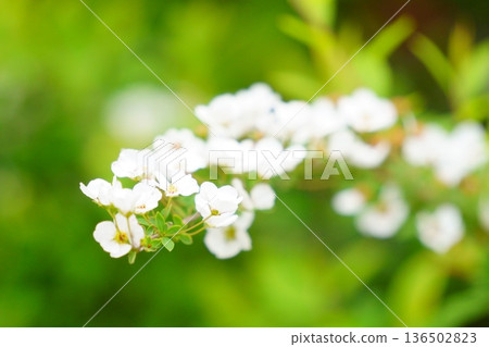 Small white flowers of spring - Spiraea thunbergii flowers Small white flowers of spring - Spiraea thunbergii flowers 136502823