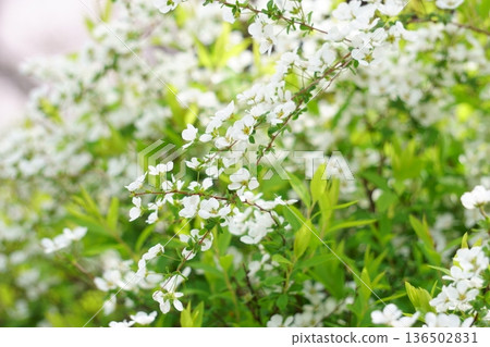 春天盛開的小白花－繡線菊（Spiraea thunbergii） 136502831