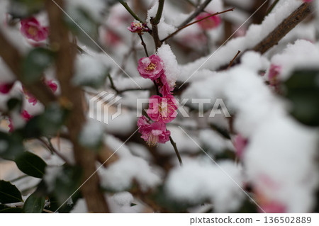 Snow-covered red plum blossoms, winter Japanese garden image, plum blossom close-up, natural background material 136502889