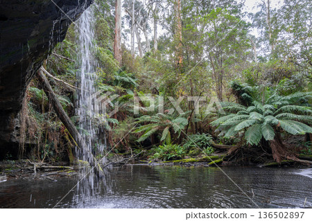 Kalimna Falls along Cumberland River trek, Great Ocean Road, Australia 136502897