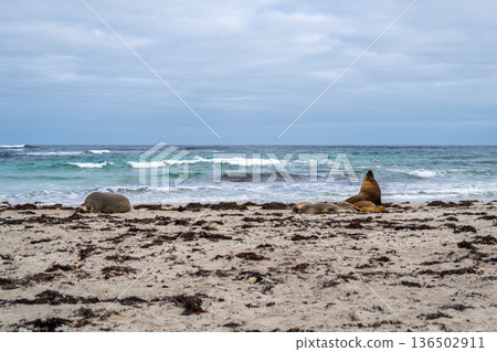 Sea lions resting on sandy beach at Seal Bay, Kangaroo Island, Australia Sea lions resting on sandy beach at Seal Bay, Kangaroo Island, Australia 136502911