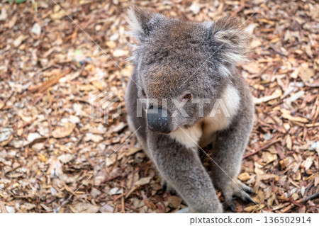 Koala sitting on a bed of dry leaves on Kangaroo Island Koala sitting on a bed of dry leaves on Kangaroo Island 136502914