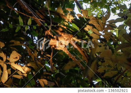 Spectral tarsier hidden in the forest at Tentena, Sulawesi, Indonesia Spectral tarsier hidden in the forest at Tentena, Sulawesi, Indonesia 136502921