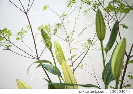 白色背景上的百合花特寫 白色背景上的百合花特寫 136503044