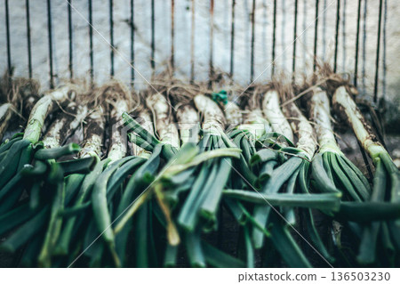Fresh calcots onions ready for traditional Catalan calcotada Fresh calcots onions ready for traditional Catalan calcotada 136503230