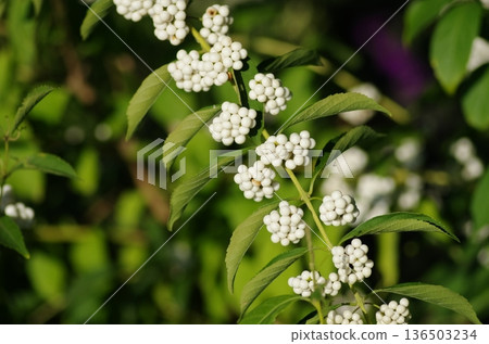 Fruit of the white-spotted purple plant 136503234