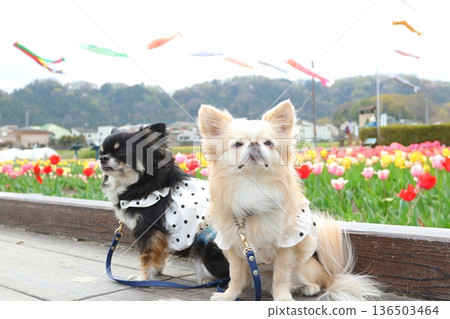 Two Chihuahuas sitting side by side in front of carp streamers and tulips Two Chihuahuas sitting side by side in front of carp streamers and tulips 136503464