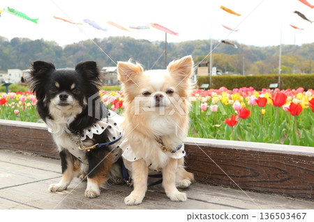 Cream and black tan Chihuahua, carp streamers and spring flowers 136503467