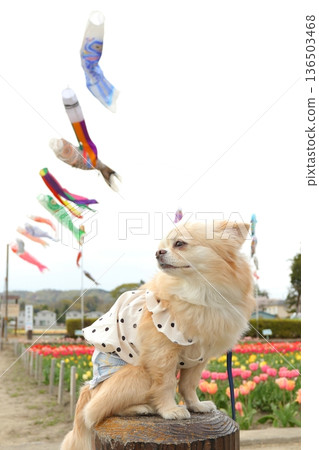 一隻坐著的吉娃娃犬的側面像,背景是鯉魚彩帶和鬱金香。 一隻坐著的吉娃娃犬的側面像,背景是鯉魚彩帶和鬱金香。 136503468
