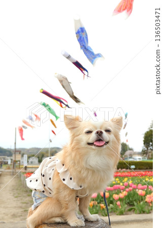 Smiling cute Chihuahua carp streamer and tulips spring portrait Smiling cute Chihuahua carp streamer and tulips spring portrait 136503471