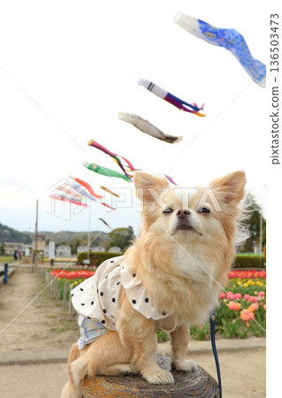 Spring event: Chihuahua with carp streamers and flowers in the background Spring event: Chihuahua with carp streamers and flowers in the background 136503473