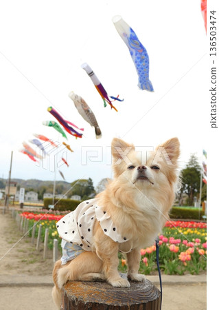 Children's Day image: Chihuahua with carp streamers and tulips Children's Day image: Chihuahua with carp streamers and tulips 136503474