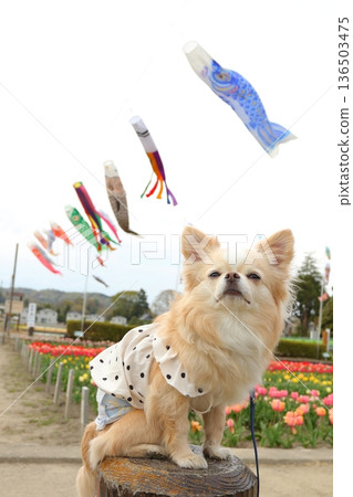 Cream-colored Chihuahua, carp streamers and spring tulips Cream-colored Chihuahua, carp streamers and spring tulips 136503475