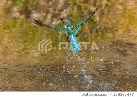 Kingfisher 136503477