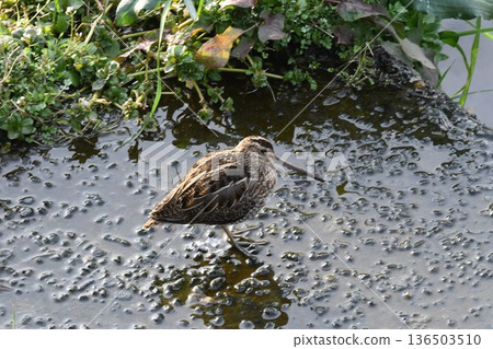 A Common Sandpiper seen at Kashio River 136503510