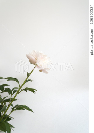 White background and pale pink peonies 136503524