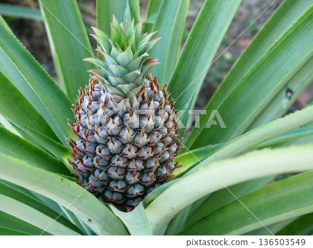 Young pineapple fruit on tree plant with natural green background, Tasty tropical fruit on the farmland Young pineapple fruit on tree plant with natural green background, Tasty tropical fruit on the farmland 136503549