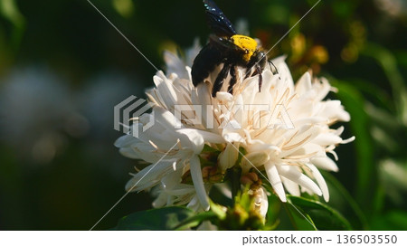 Eastern carpenter Bee fliing to seeking nectar in Robusta coffee blossom on tree plant with green leaf. Petals and white stamens of blooming flowers, Yellow hair and black stripes on bumblebee Eastern carpenter Bee fliing to seeking nectar in Robusta coffee blossom on tree plant with green leaf. Petals and white stamens of blooming flowers, Yellow hair and black stripes on bumblebee 136503550