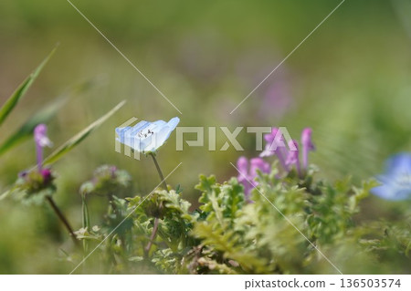 Nemophila flower Nemophila flower 136503574