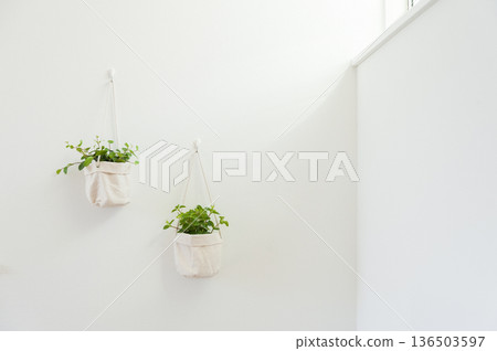 Bright houseplants hanging on a white wall 136503597
