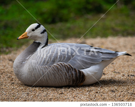 goose (bar headed) sitting on a blurred background goose (bar headed) sitting on a blurred background 136503718