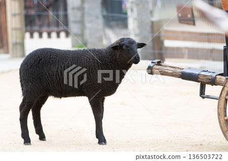 black sheep standing on a farm 136503722
