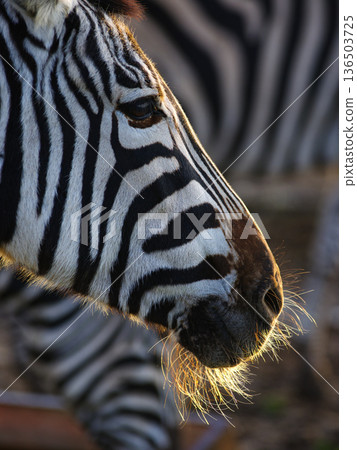 portrait of zebra on blurred background 136503725