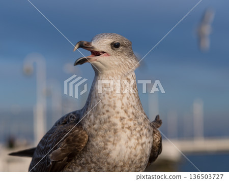 Portrait of a screaming seagull on the seashore 136503727