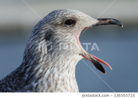 Portrait of a screaming seagull on the seashore 136503728
