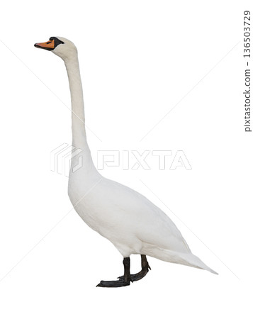swan isolated on white background swan isolated on white background 136503729