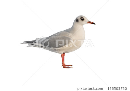 Black-headed Gull isolated on white background Black-headed Gull isolated on white background 136503730