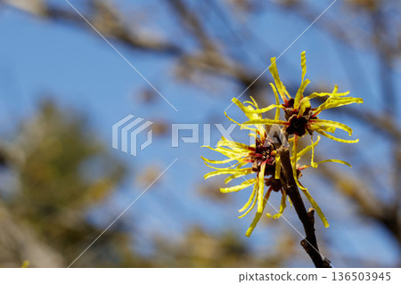 Witch hazel flowers, yellow flowers that signal the arrival of spring, close-up, background blur 136503945