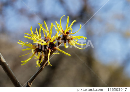 Witch hazel flowers, yellow flowers that herald the arrival of spring, blue sky background, natural scenery of early spring in Japan 136503947