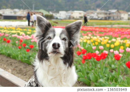 Border collie portrait with colorful tulips 136503949