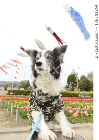Border Collie with front paws in spring 136503954