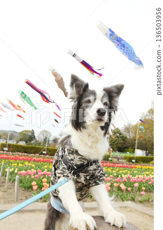 Children's Day image: carp streamers and border collie Children's Day image: carp streamers and border collie 136503956