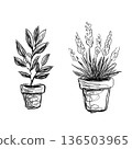 Olive and lavender potted plant line drawing illustration set (transparent PNG) 136503965