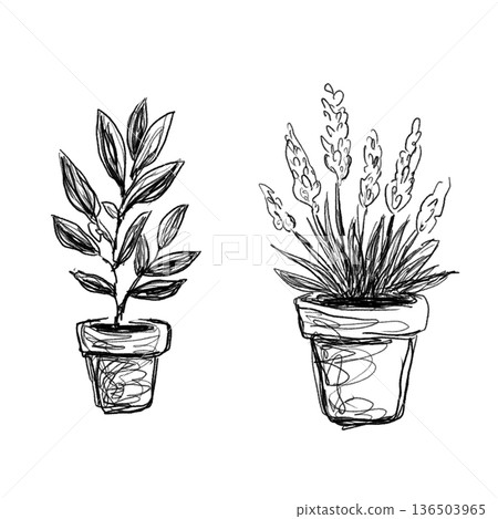 Olive and lavender potted plant line drawing illustration set (transparent PNG) Olive and lavender potted plant line drawing illustration set (transparent PNG) 136503965