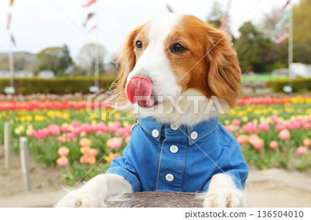 Kooikerhondje with its front paws licking its nose 136504010