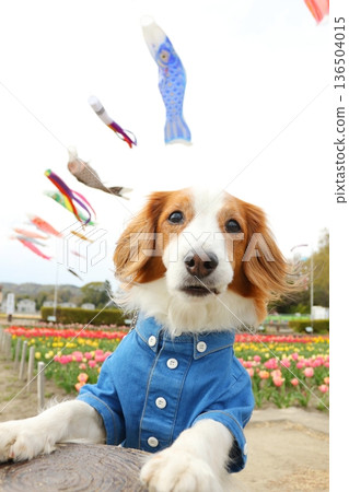 風中飄動的庫克爾洪德犬和鬱金香 136504015