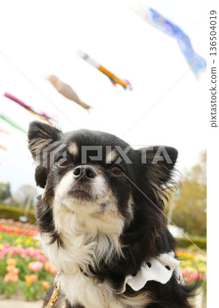 Black tan Chihuahua sitting with upper body Black tan Chihuahua sitting with upper body 136504019