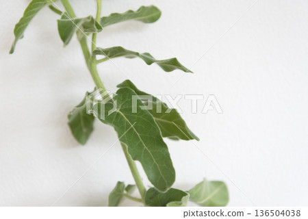 White wall and foliage plant White wall and foliage plant 136504038