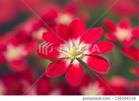 Small red flower with white yellow center AI Generated Small red flower with white yellow center AI Generated 136504116