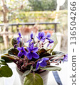 Purple Saintpaulia blooming on a windowsill - Indoor gardening in gentle natural light 136504266