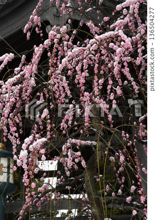 淨龍寺的垂梅花 淨龍寺的垂梅花 136504277