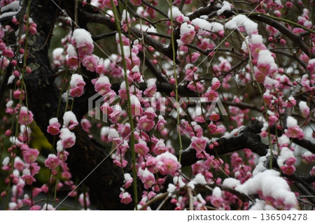 淨龍寺的垂梅花 淨龍寺的垂梅花 136504278