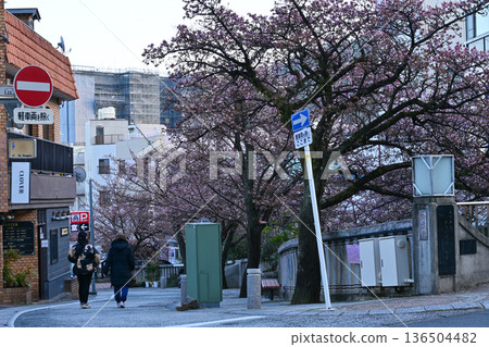 Atami cherry tree Atami cherry tree 136504482