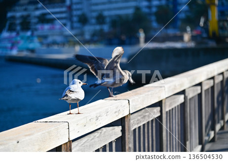 熱海百合海鷗線 熱海百合海鷗線 136504530