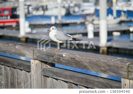 Yurikamome Line in Atami 136504540